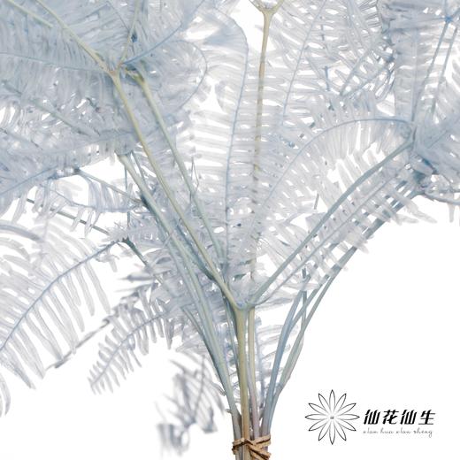 永生花材 | 芒其叶浅蓝色 商品图3