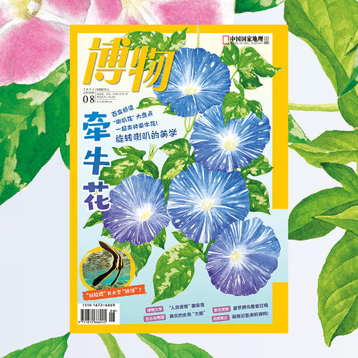 《博物》202408 牵牛花 婆罗洲珍禽异兽 厦门大学人类学专业 亚马孙人 夏日吃姜 商品图0