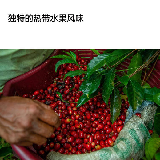 巴拿马翡翠庄园绿标水洗瑰夏甄选手冲咖啡豆 商品图4