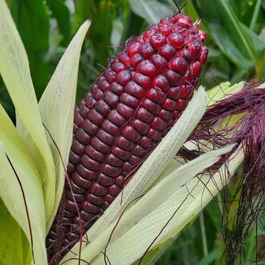 山西忻州 香糯黑玉米 SGS检测 非转基因 商品图1