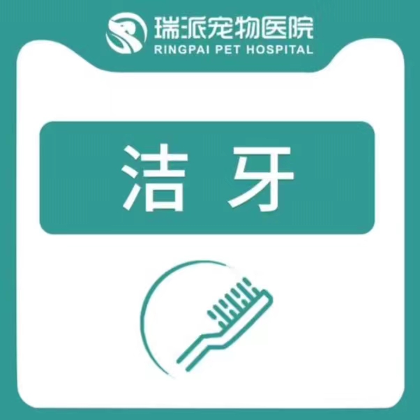 【洁牙套餐】犬猫通用洁牙套餐10kg以下
