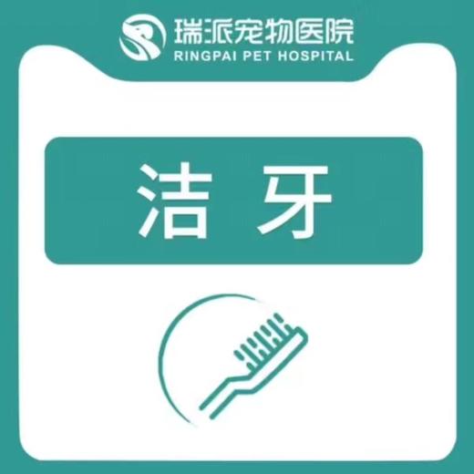 【洁牙套餐】犬猫通用洁牙套餐10kg以下 商品图0
