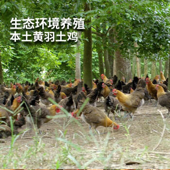 温氏供港黑脚土鸡2斤 莫氏鸡煲同款食材 走地鸡 110天农家散养 商品图3