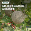 【预售 顺丰包邮】绵密软糯 香甜多汁 | 赤峰牛3蜜瓜 甜瓜贵族 中秋送礼 5斤精品礼盒装 商品缩略图2