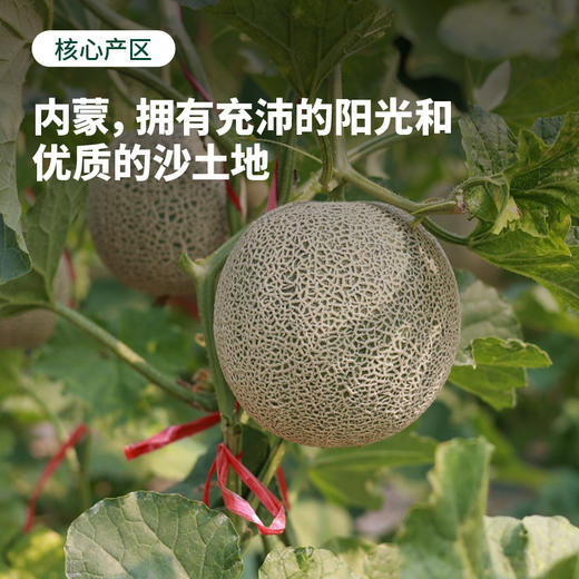 【预售 顺丰包邮】绵密软糯 香甜多汁 | 赤峰牛3蜜瓜 甜瓜贵族 中秋送礼 5斤精品礼盒装 商品图2