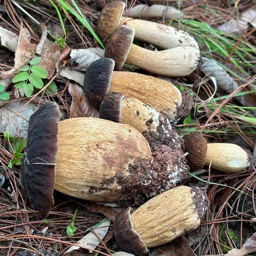 【野生白牛肝菌干片】 美味牛肝菌 水洗干片非常干净 鲜嫩软滑 新货包邮 商品图8