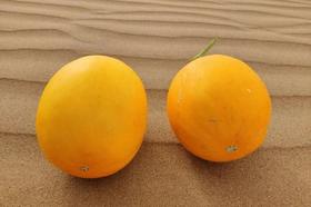 沙漠里长出比蜜还甜的瓜？关键还特价！ 