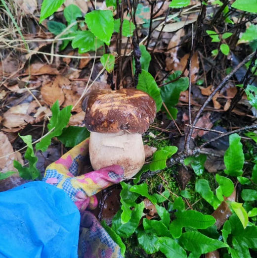 【野生白牛肝菌干片】 美味牛肝菌 水洗干片非常干净 鲜嫩软滑 新货包邮 商品图7