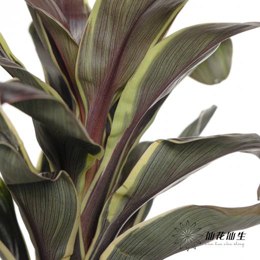 叶材 | 朱蕉金边 商品图1