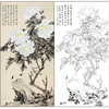 于非闇花鸟工笔画白描底稿《白牡丹》临摹勾线高清打印稿HS23 商品缩略图0