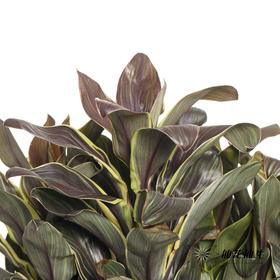 叶材 | 朱蕉金边