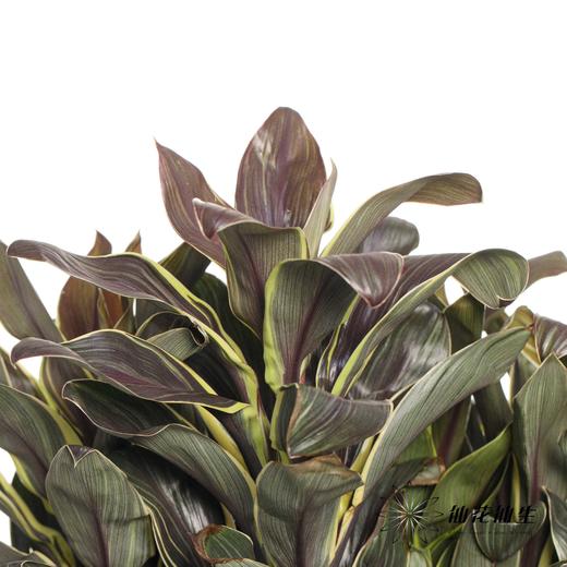 叶材 | 朱蕉金边 商品图0