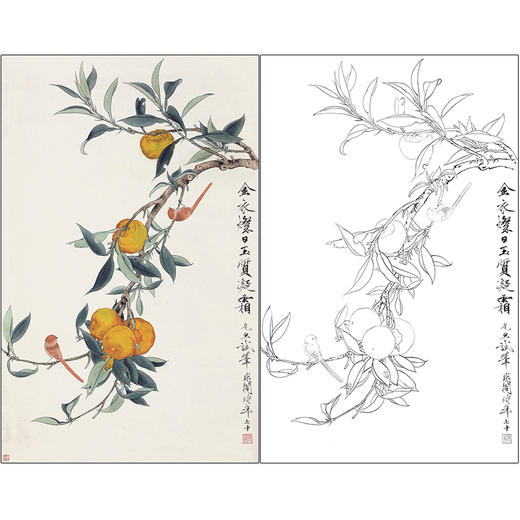 于非闇花鸟工笔画白描底稿《金柑双禽》临摹勾线高清打印稿HS24 商品图0