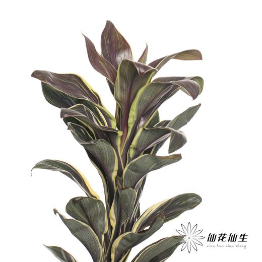 叶材 | 朱蕉金边 商品图3