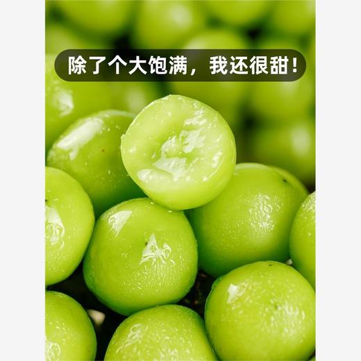 【买1斤送1斤！阳光玫瑰！玫瑰香味！顺丰包邮！】阳光玫瑰葡萄新鲜水果礼盒晴王无籽香印青提当季整箱套袋-24XPXH000 商品图1