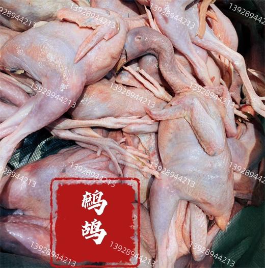 鹧鸪 约6两/只 | 清远石鸡 商品图0