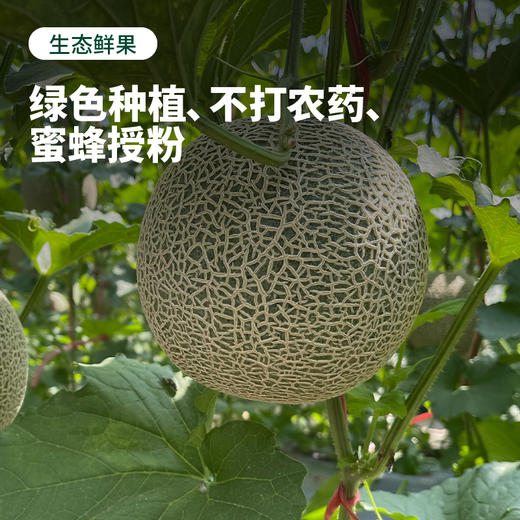 【预售 顺丰包邮】绵密软糯 香甜多汁 | 赤峰牛3蜜瓜 甜瓜贵族 中秋送礼 5斤精品礼盒装 商品图4