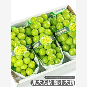 【买1斤送1斤！阳光玫瑰！玫瑰香味！顺丰包邮！】阳光玫瑰葡萄新鲜水果礼盒晴王无籽香印青提当季整箱套袋-24XPXH000