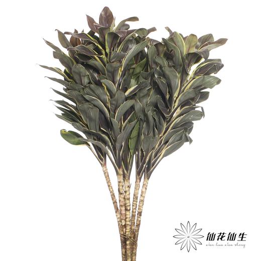 叶材 | 朱蕉金边 商品图2