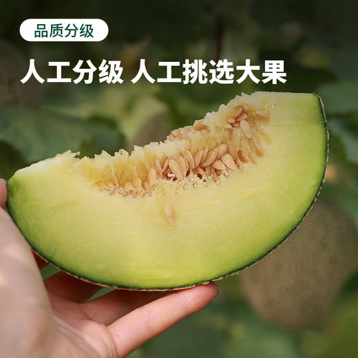 【预售 顺丰包邮】绵密软糯 香甜多汁 | 赤峰牛3蜜瓜 甜瓜贵族 中秋送礼 5斤精品礼盒装 商品图3