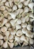 햇마늘 장아찌용마늘 1kg 东北新蒜头 1kg 商品缩略图0