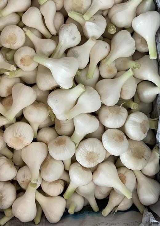 햇마늘 장아찌용마늘 1kg 东北新蒜头 1kg 商品图0