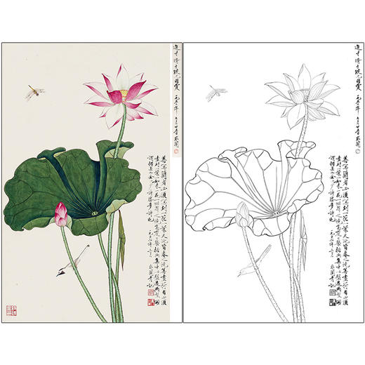 于非闇花鸟工笔画白描底稿《荷花蜻蜓》临摹勾线高清打印稿HS18 商品图0
