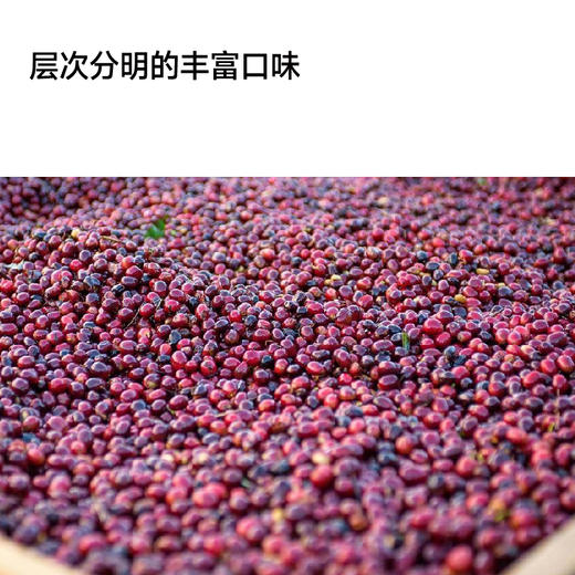 巴拿马翡翠庄园绿标水洗瑰夏甄选手冲咖啡豆 商品图3