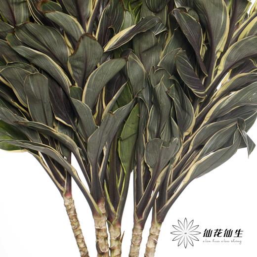 叶材 | 朱蕉金边 商品图4