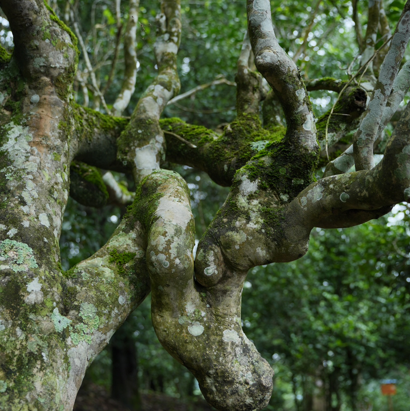 vip客户俊麒 陈升号2010年老班章200g