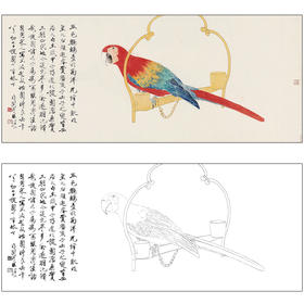 于非闇花鸟工笔画白描底稿《五色鹦鹉》临摹勾线高清打印稿HS07