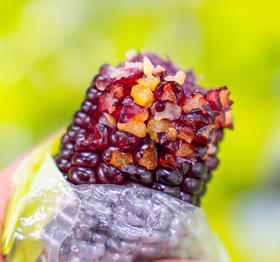 山西忻州 香糯黑玉米 SGS检测 非转基因