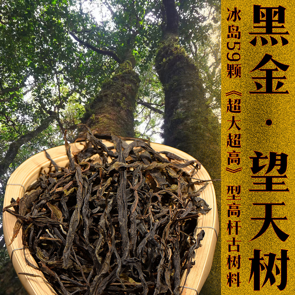 【内部老客回馈】冰岛《黑金望天树》超大树龄， 超高茶树，超野生环境！口感燃爆你的味蕾~~ 花香+冰糖韵甜+野韵岩感！ 内部秒杀价：49.9元/袋/200克，拍2袋发3袋！