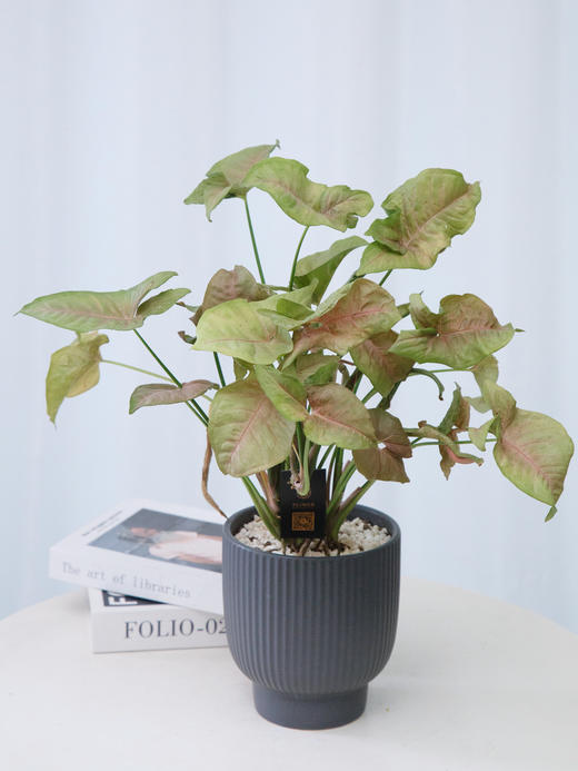 牛奶合果芋 商品图0