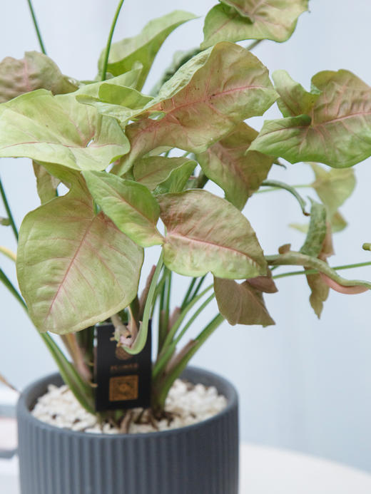 牛奶合果芋 商品图2