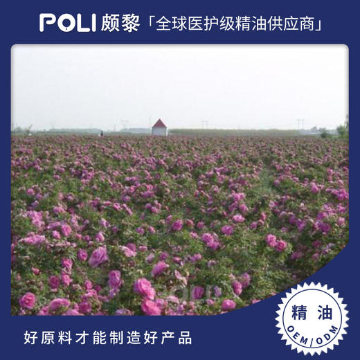 埃及进口五月玫瑰/千叶玫瑰净油 埃及天然玫瑰精油原料批发 颇黎 商品图0