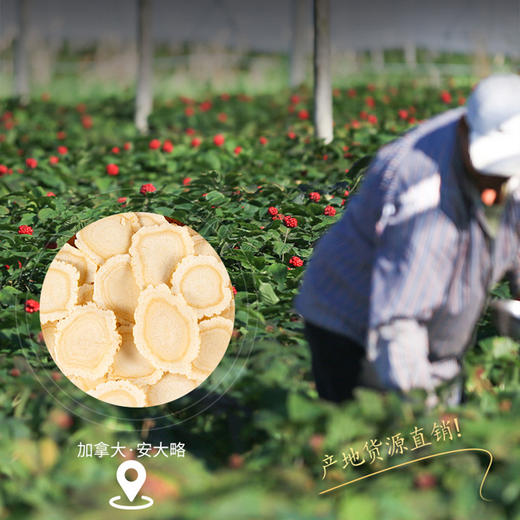 西洋参片加拿大产地货源西洋参切片软枝花旗参片散装 商品图1