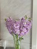 紫罗兰5支 商品缩略图0