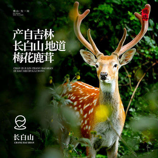 鹿茸红粉片足干 吉林梅花鹿茸片鹿血片蜡片中药材煲汤泡酒料 商品图3