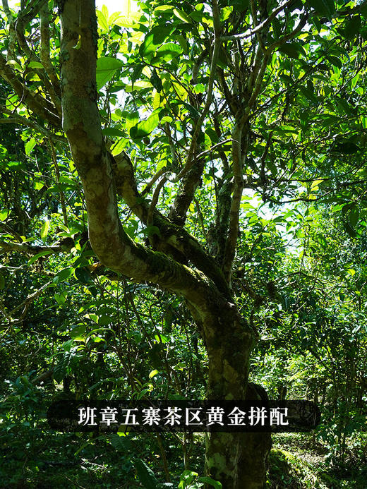 【班章竹筒茶】2017年勐海班章五寨茶区拼配岩老亲制竹筒茶普洱茶生茶300克茶叶 商品图7