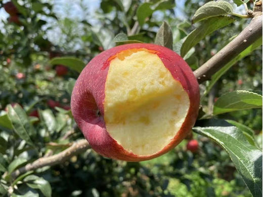 有机糖心苹果🍎精品礼盒4斤装 商品图3