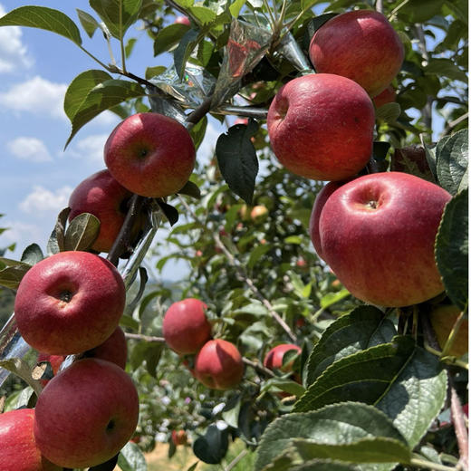 有机糖心苹果🍎3斤装 商品图2