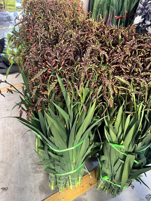 火焰兰 商品图0