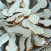 野生雅江松茸 | 合作生产 * Wild Yajiang Matsutake | Coproduction 商品缩略图2