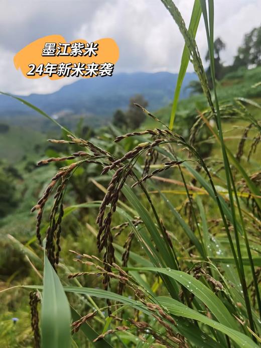 云南紫米 原生态种植 不染色 粒粒饱满 软糯粘稠 带着纯正米香 口感好 适合煮粥、煮饭 商品图1