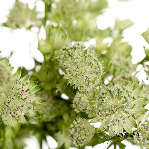 配花 | 星芹白 商品图4