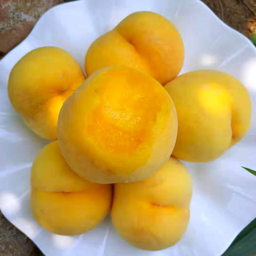 【优质黄桃！现摘现发黄金水蜜桃】一口咬入，香甜多汁，肉质紧实而韧，每一口都甜在心里节水果礼盒，新鲜黄肉毛桃爆甜时令水果L 商品图1