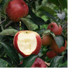 有机糖心苹果🍎3斤装 商品缩略图3