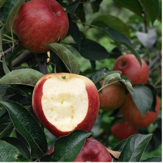 有机糖心苹果🍎3斤装 商品图3