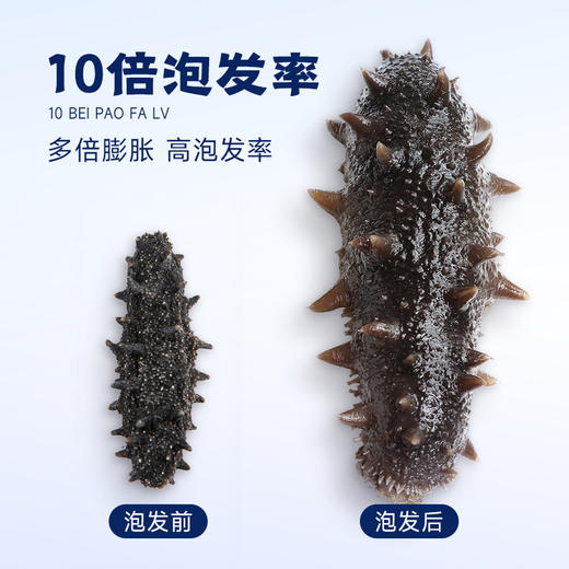 大连海参干货9年刺参辽参淡干高泡发海鲜干货佛跳墙 商品图1